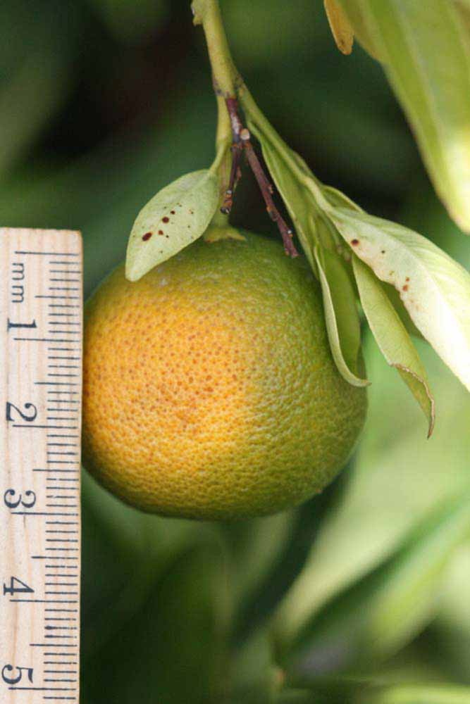            Immature fruit (Riverside, CA)   